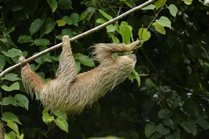 Framed Print : Two-Toed Sloth