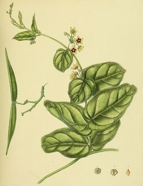 Tylophora flava, native to Southeast Asia, Sri Lanka, digitally restored historical colour print from 1893
