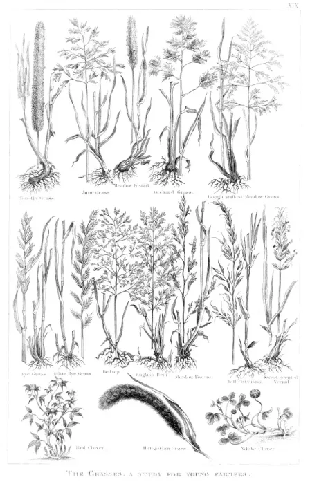 Framed Print : Types of grass engraving 1873 Framed Print : Types of grass engraving 1873