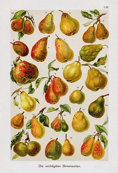Types of pears antique chromolithograph 1899