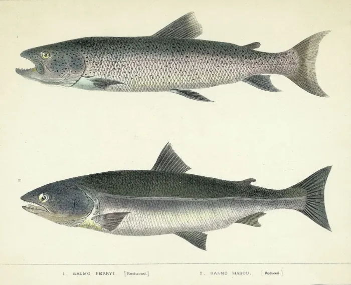 Framed Print : Two Types Of Salmon -- Illustration Framed Print : Two Types Of Salmon -- Illustration