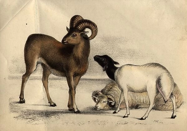 Sheep. circa 1852: Types of sheep. (Photo by Henry Guttmann / Getty Images)