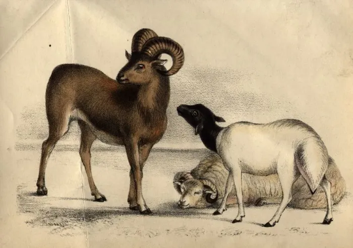 Framed Print : Sheep. circa 1852: Types of sheep. (Photo by Henry Guttmann / Getty Images) Framed Print : Sheep. circa 1852: Types of sheep. (Photo by Henry Guttmann / Getty Images)
