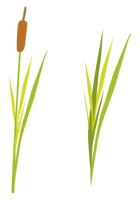 Framed Print : Typha latifolia (Bulrush) Framed Print : Typha latifolia (Bulrush)