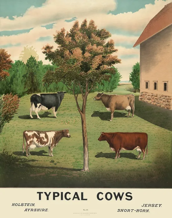 Framed Print : Typical Cows Framed Print : Typical Cows