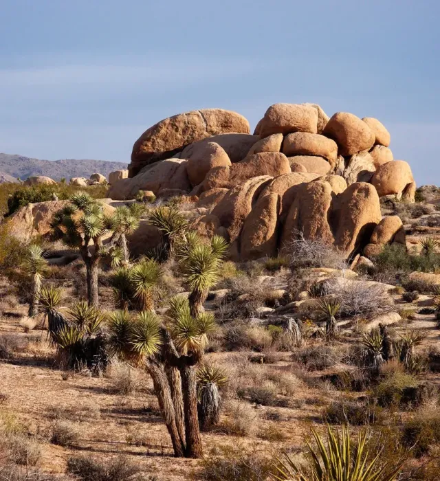 Framed Print : Typical Mojave desert scenery of Joshua Tree Framed Print : Typical Mojave desert scenery of Joshua Tree