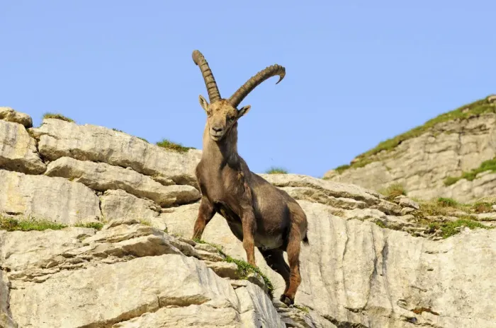 Framed Print : Typical pose of an alpine ibex (Capra ibex) Framed Print : Typical pose of an alpine ibex (Capra ibex)