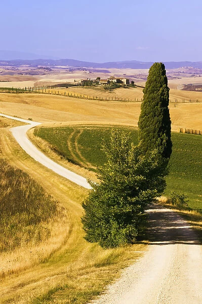 Typical Tuscan landscape with a cypress -Cupressus-, near Ville de Corsano, Tuscany, Italy, Europe