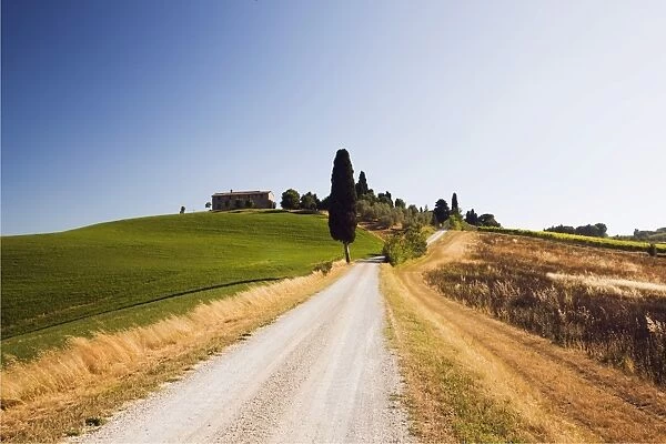 Typical Tuscan landscape with a cypress -Cupressus-, near Ville de Corsano, Tuscany, Italy, Europe