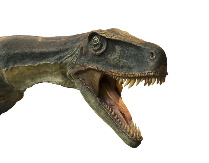 Framed Print : Tyrannosaurus Rex Framed Print : Tyrannosaurus Rex