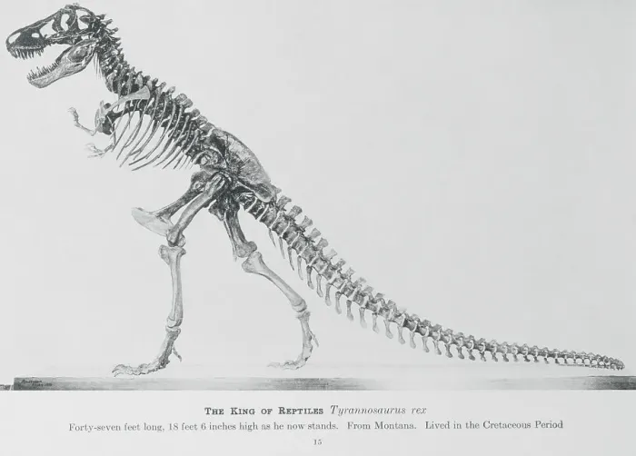 Framed Print : Tyrannosaurus Rex Illustration Framed Print : Tyrannosaurus Rex Illustration