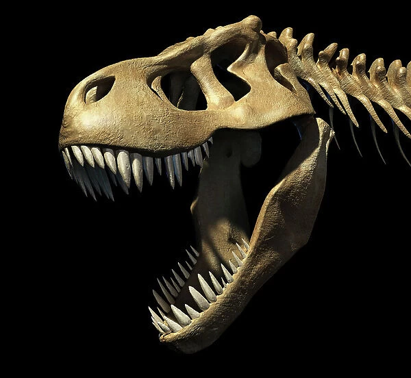 Tyrannosaurus rex skull, illustration