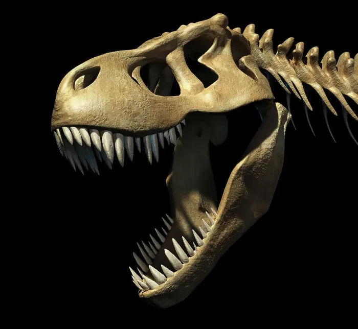 Framed Print : Tyrannosaurus rex skull, illustration Framed Print : Tyrannosaurus rex skull, illustration