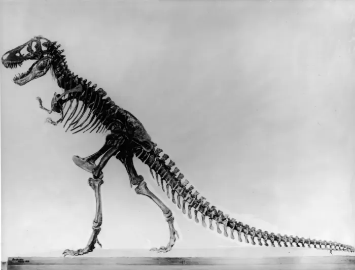 Framed Print : Tyranosaurus skeleton