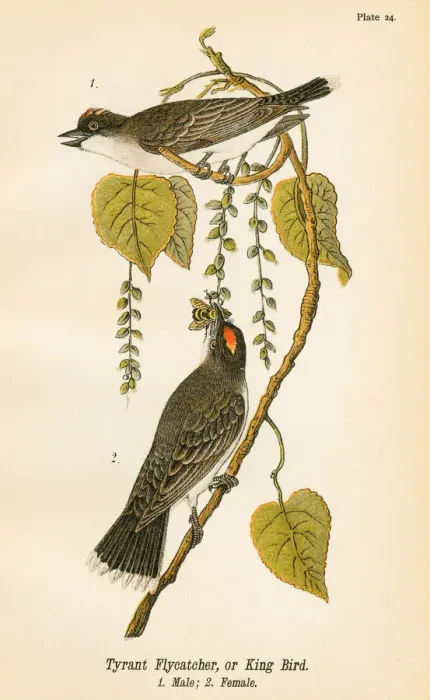 Framed Print : Tyrant flycatcher bird lithograph 1890 Framed Print : Tyrant flycatcher bird lithograph 1890