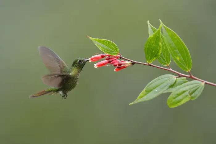 Framed Print : Tyrian metaltail (Metallura tyrianthina)