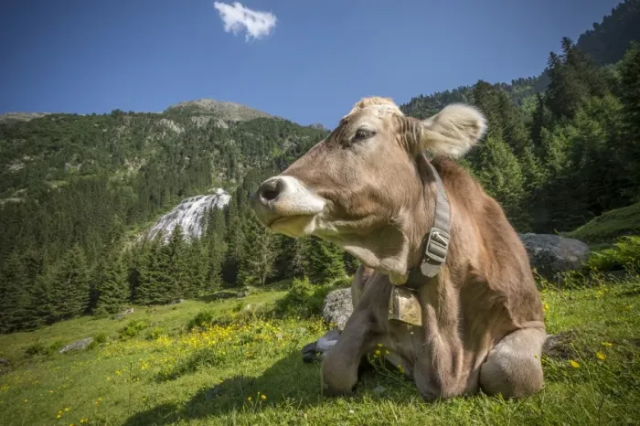 Framed Print : Tyrolean Brown Cattle, cow without horns ruminating, Grawa Alm, mountain pasture, Stubai Valley, Tyrol, Austria, Europe Framed Print : Tyrolean Brown Cattle, cow without horns ruminating, Grawa Alm, mountain pasture, Stubai Valley, Tyrol, Austria, Europe