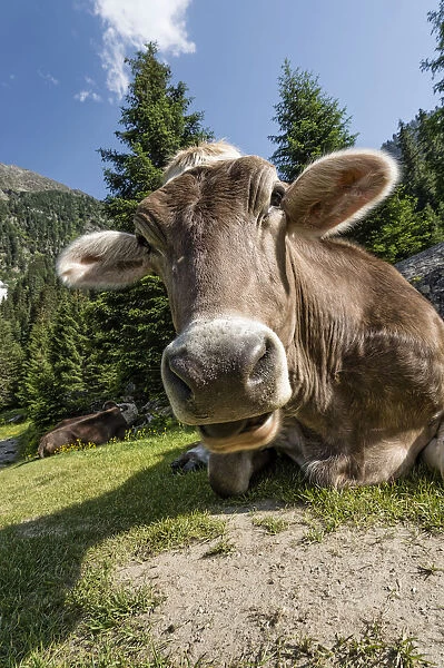 Tyrolean Brown Cattle, cow without horns ruminating, Grawa Alm, mountain pasture, Stubai Valley, Tyrol, Austria, Europe