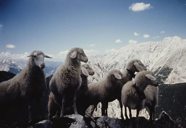 Tyrolean Sheep