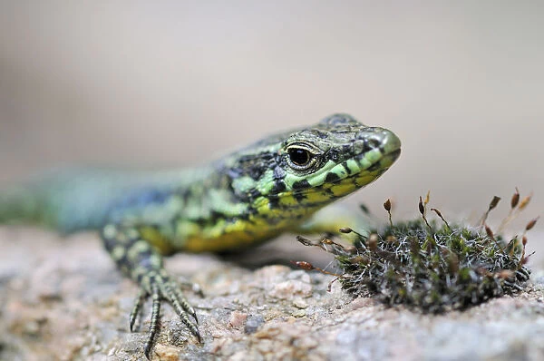 Tyrrhenian Wall Lizard (Podarcis tiliguerta), Corsica, France, Europe
