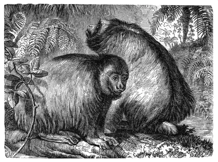 Framed Print : Uakari (Brachyurus calvus) Framed Print : Uakari (Brachyurus calvus)