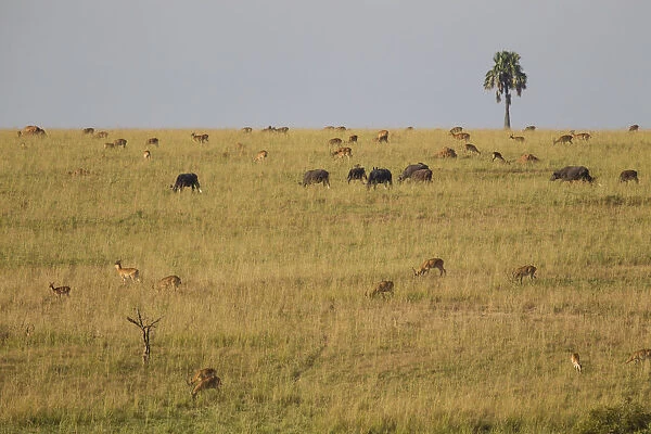 Uganda kob, Kobus kob thomasi, and Cape buffalo, Syncerus caffer, grazing, Murchison Falls National Park, Uganda