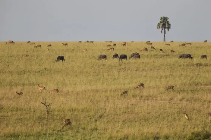 Framed Print : Uganda kob, Kobus kob thomasi, and Cape buffalo, Syncerus caffer, grazing, Murchison Falls National Park, Uganda Framed Print : Uganda kob, Kobus kob thomasi, and Cape buffalo, Syncerus caffer, grazing, Murchison Falls National Park, Uganda