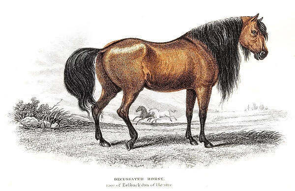 Ukrainian Riding Horse 1841