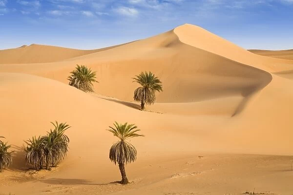 Um el Ma Oasis, date palms and sand dunes, Libyan Desert, Libya, Sahara, North Africa, Africa