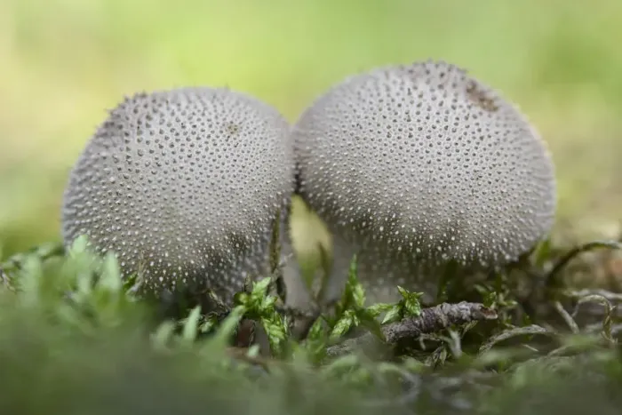 Framed Print : Umber-Brown Puffball -Lycoperdon umbrinum-, Emsland, Lower Saxony, Germany