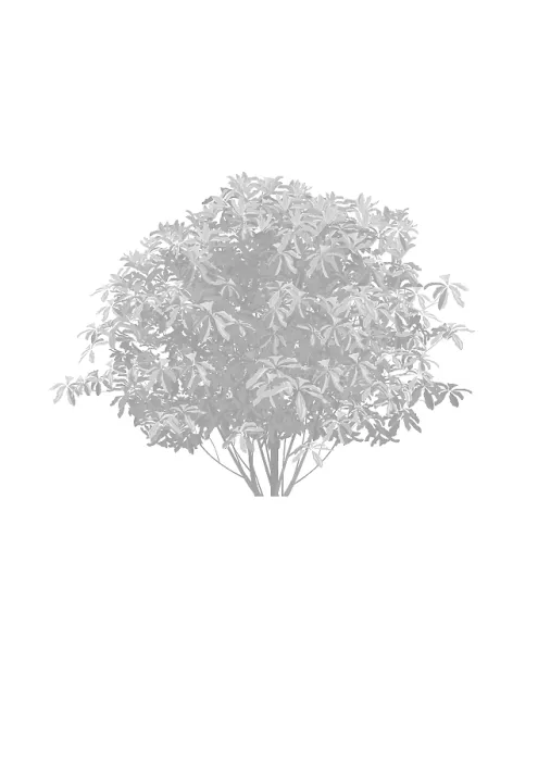 Framed Print : Umbrella Magnolia tree