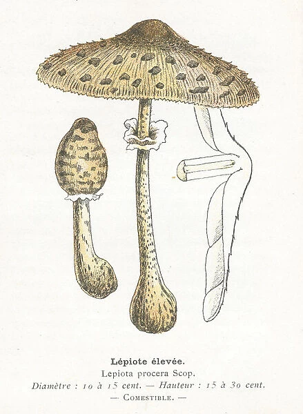 Umbrella mushroom engraving 1895