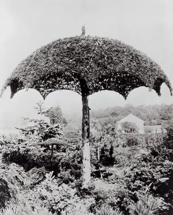 Framed Print : Umbrella Shaped Tree From Garden Framed Print : Umbrella Shaped Tree From Garden