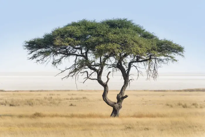 Framed Print : Umbrella thorn acacia -Acacia tortilis- in front of Etosha Pan, Etosha National Park, Namibia