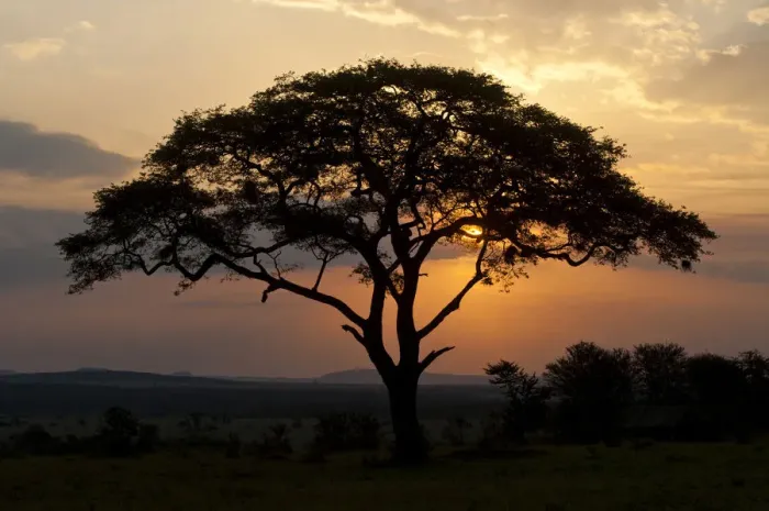 Framed Print : Umbrella Thorn Acacia (Acacia tortilis) at sunset in the Serengeti, Tanzania, Africa Framed Print : Umbrella Thorn Acacia (Acacia tortilis) at sunset in the Serengeti, Tanzania, Africa