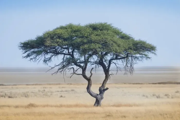 Framed Print : Umbrella Thorn -Acacia tortilis-, tree in front of the Etosha Pan, Etosha National Park, Namibia Framed Print : Umbrella Thorn -Acacia tortilis-, tree in front of the Etosha Pan, Etosha National Park, Namibia