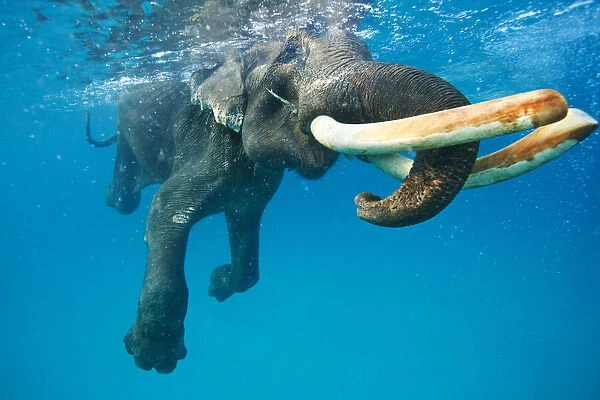 Underwater elephant