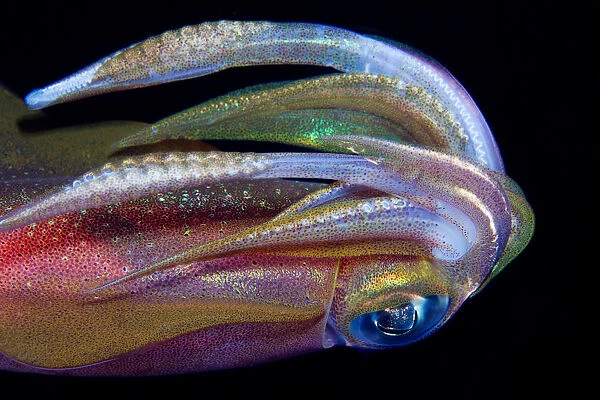 Squid. Underwater. Night dive. Reef squid close-up