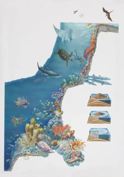 Framed Print : Underwater scene depicting various animal species inhabiting coral reef Framed Print : Underwater scene depicting various animal species inhabiting coral reef