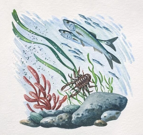 Underwater scene with fish, crab, sea plants and rocks, side view