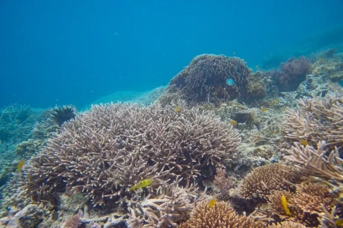 Framed Print : Underwater shot of coral in clear tropical water, Palau Framed Print : Underwater shot of coral in clear tropical water, Palau