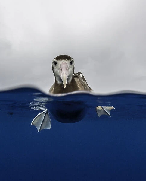 Over and underwater view of a brown headed albatross resting on the waters surface