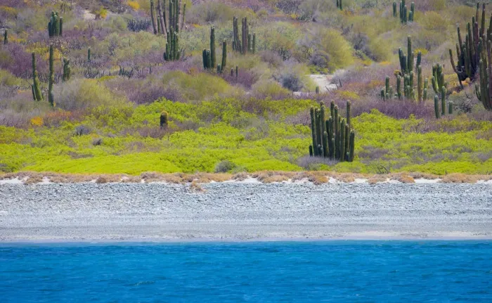 Framed Print : UNESCO Site Desert landscape in springtime, Baja, Sea of Cortez, Mexico Framed Print : UNESCO Site Desert landscape in springtime, Baja, Sea of Cortez, Mexico