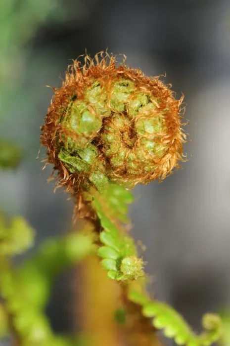 Framed Print : An unfurled fern frond Framed Print : An unfurled fern frond