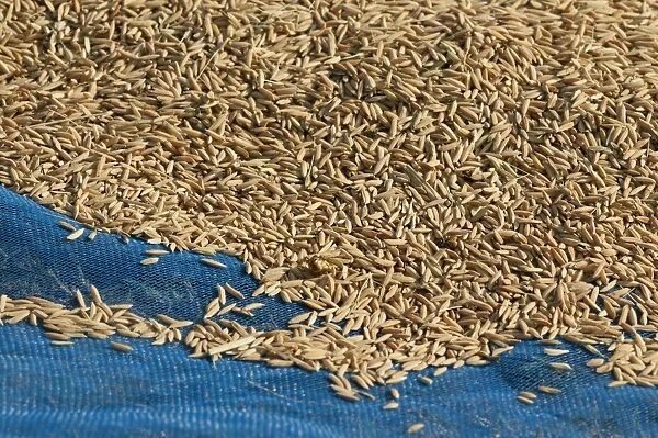 Unground Asian rice -Oryza sativa- spread out to dry after the harvest, Battambang, Cambodia, Southeast Asia