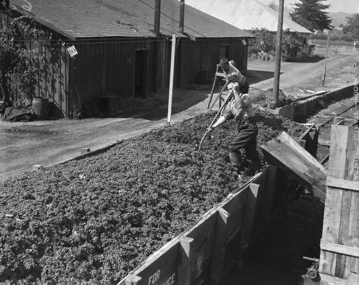 Framed Print : Unloading Grapes From Freight Car, California Framed Print : Unloading Grapes From Freight Car, California