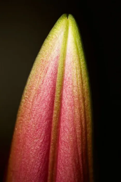 Framed Print : Unopened Pink Flower Still Life Framed Print : Unopened Pink Flower Still Life