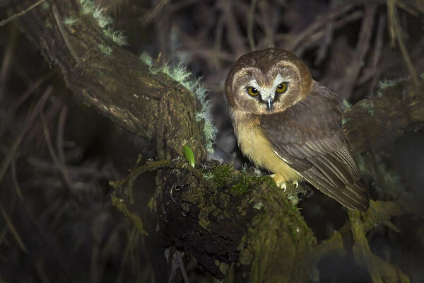 Unspotted saw-whet owl