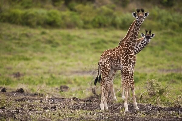 Two unusual giraffes (Giraffa carmeopardalis) looking curious, Arusha National Park, Tanzania, Africa