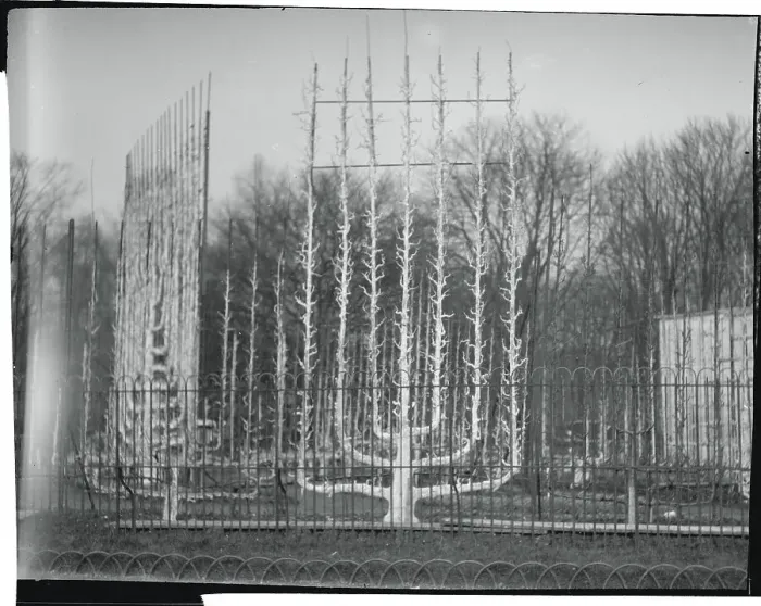 Framed Print : Unusual Trees at Versailles Framed Print : Unusual Trees at Versailles